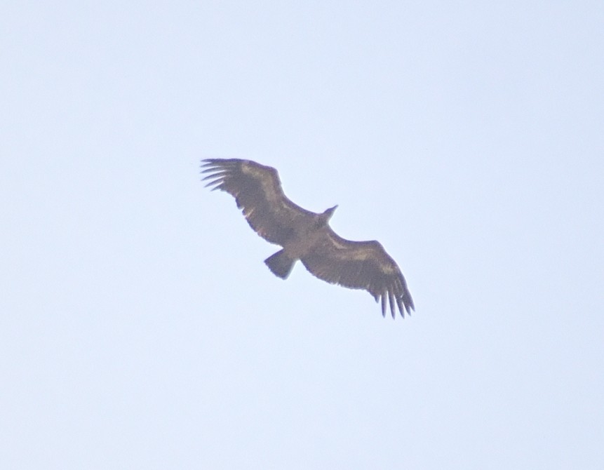 Indian Vulture - Jash Sadiwala