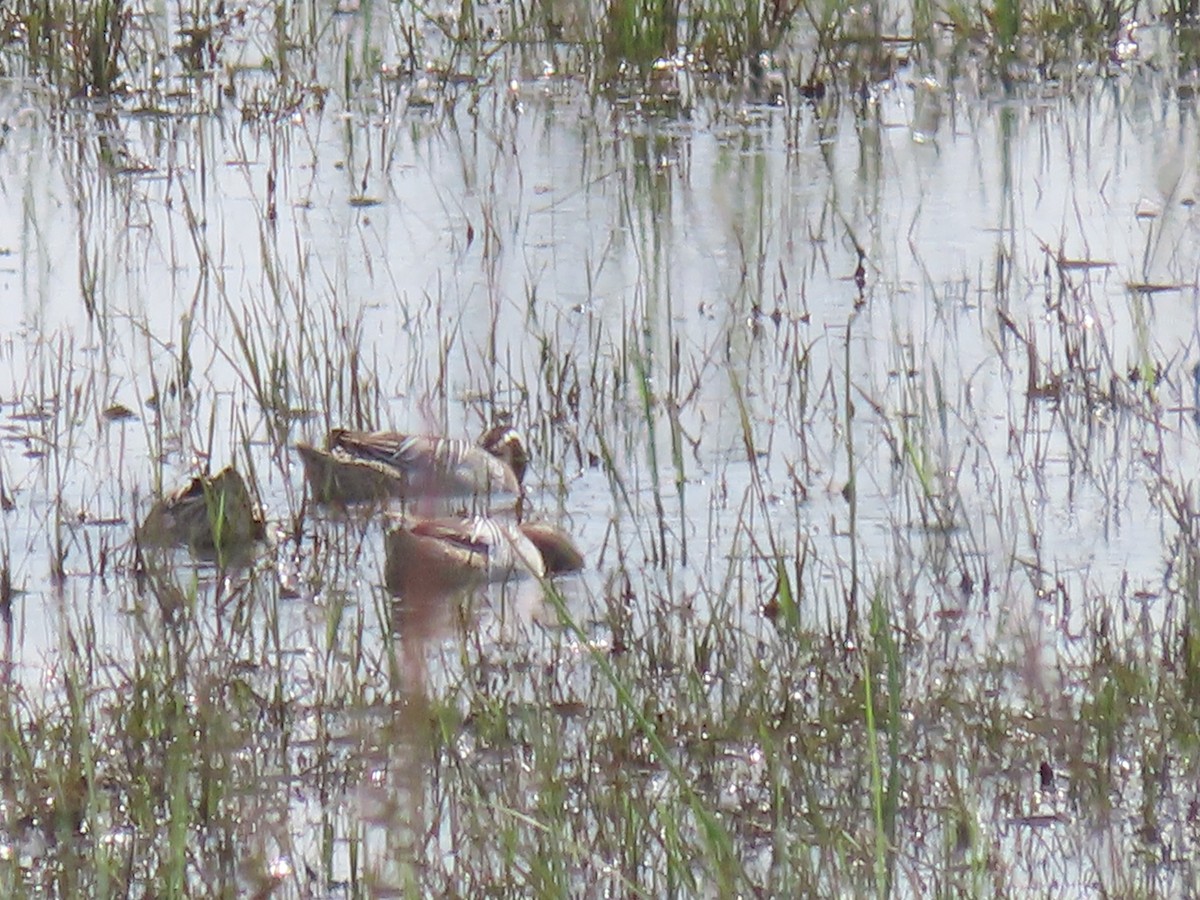 Garganey - ML616404346