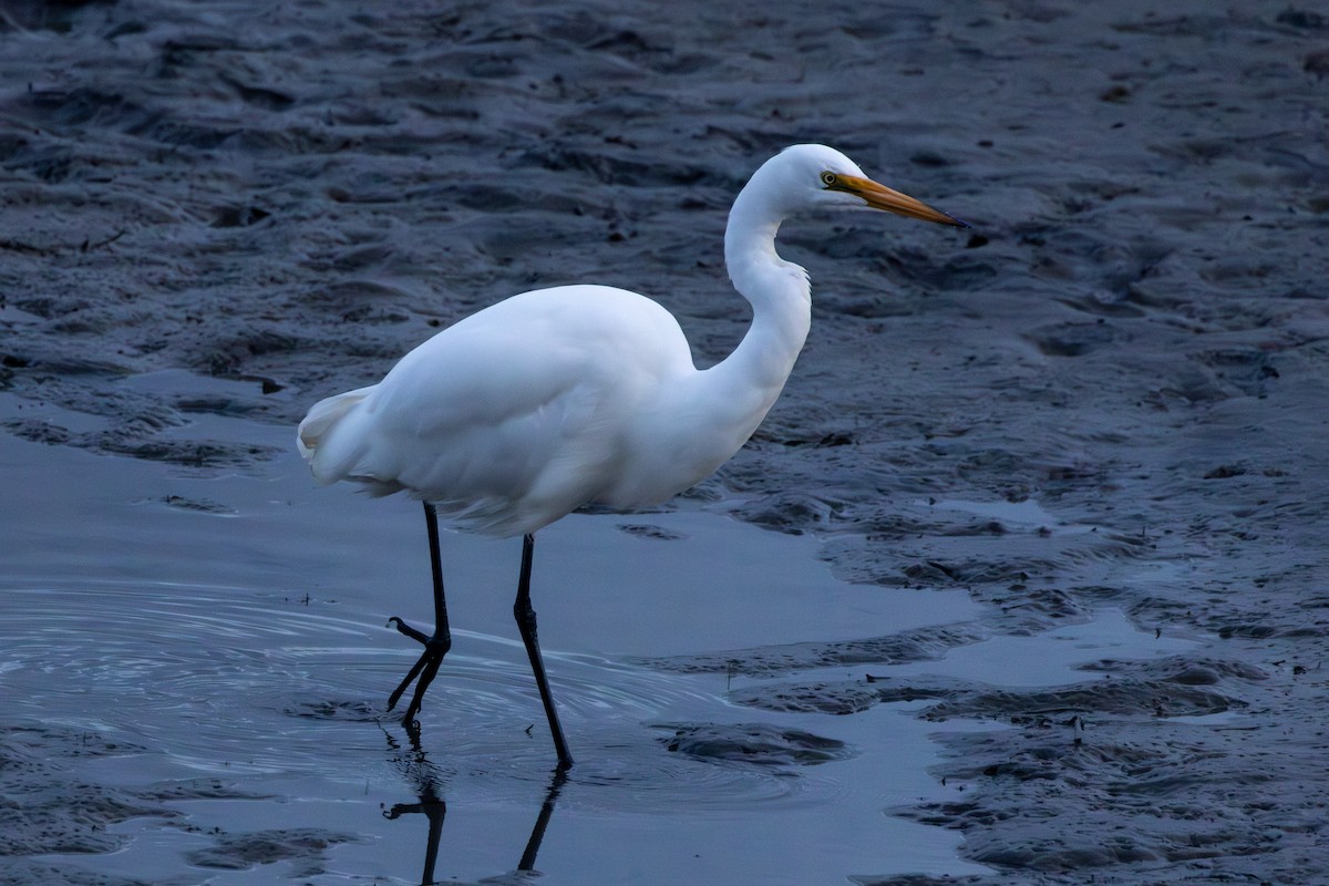 Great Egret - ML616404354