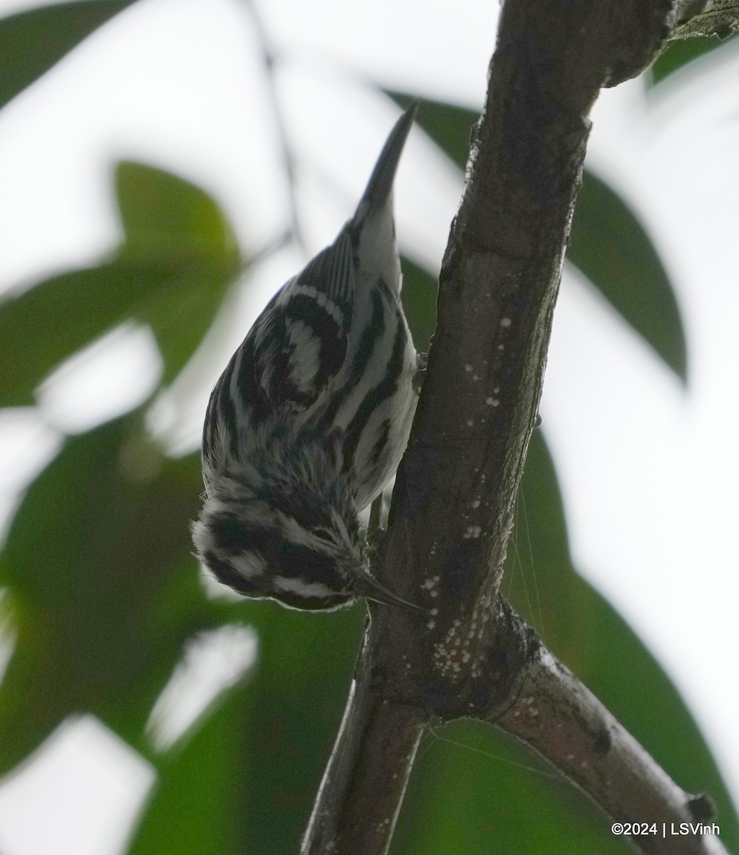 Black-and-white Warbler - Lam-Son Vinh