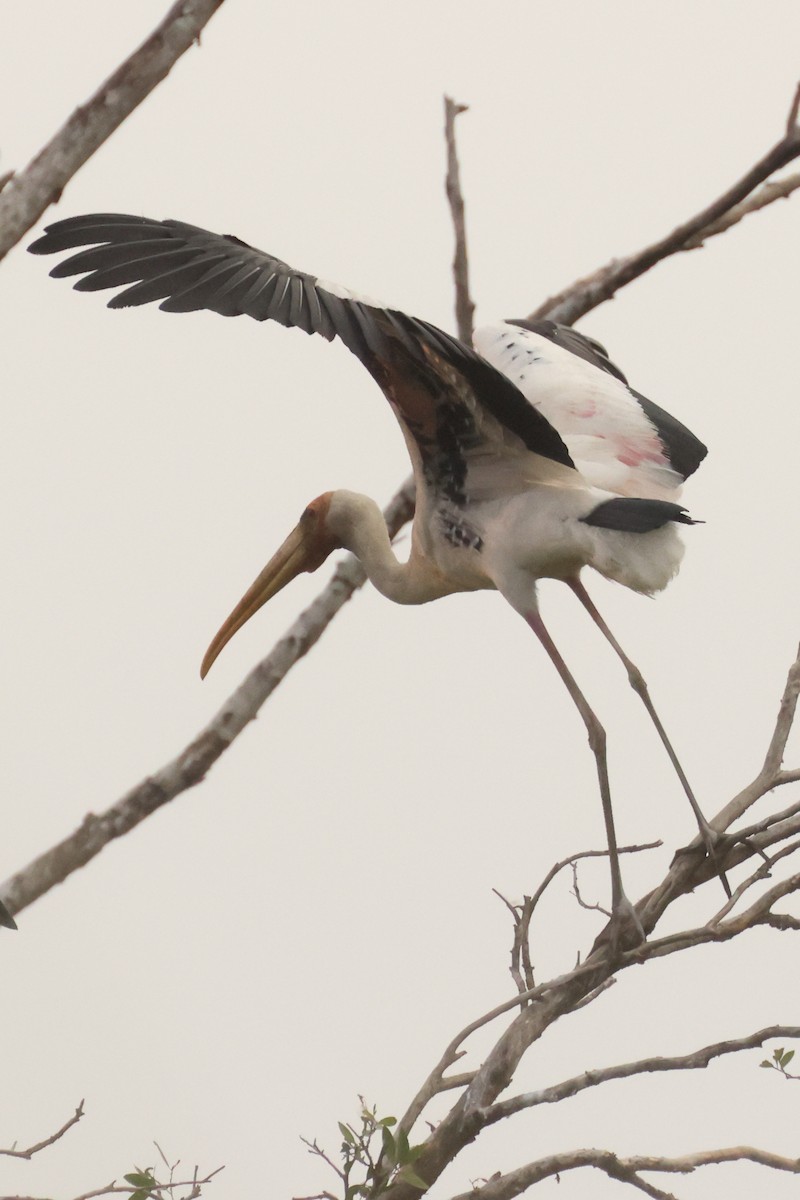 Painted Stork - Meng Mee Lim