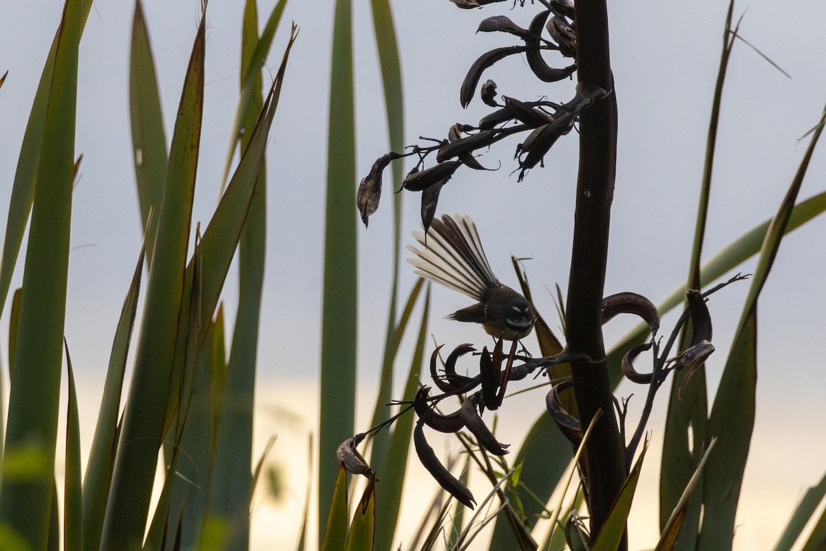 New Zealand Fantail - ML616404427