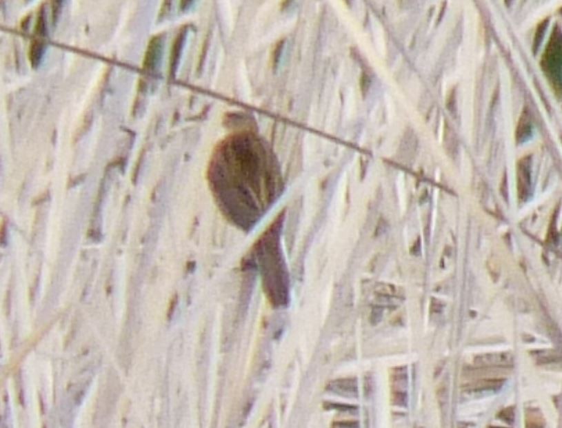 Sedge Warbler - Crew Samurović