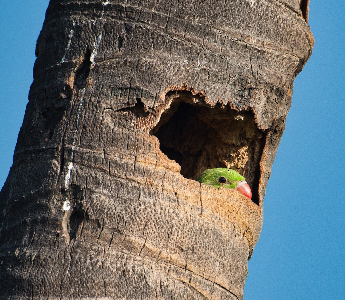 Rose-ringed Parakeet - ashish  mahajan