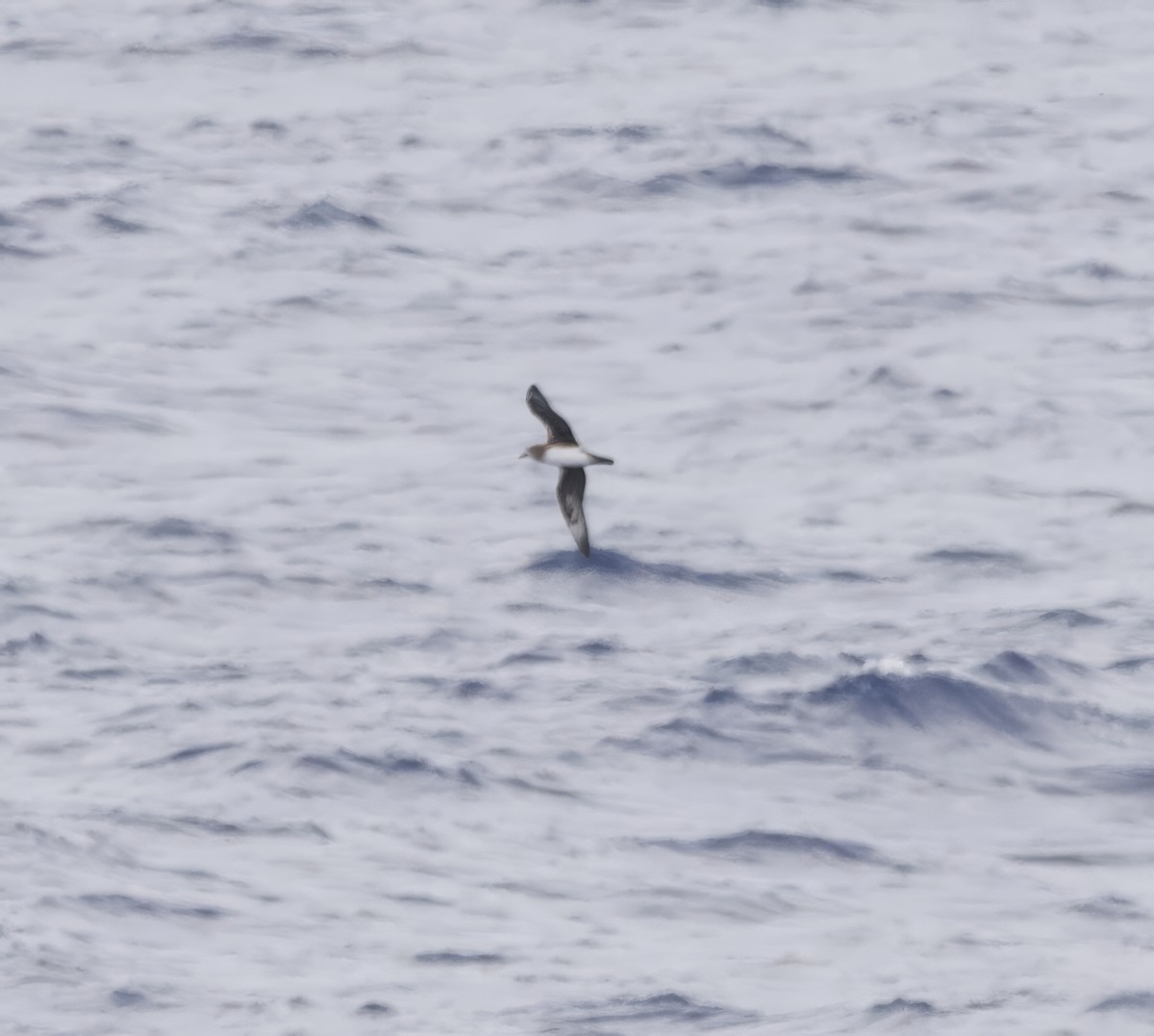 Kermadec Petrel - ML616404550