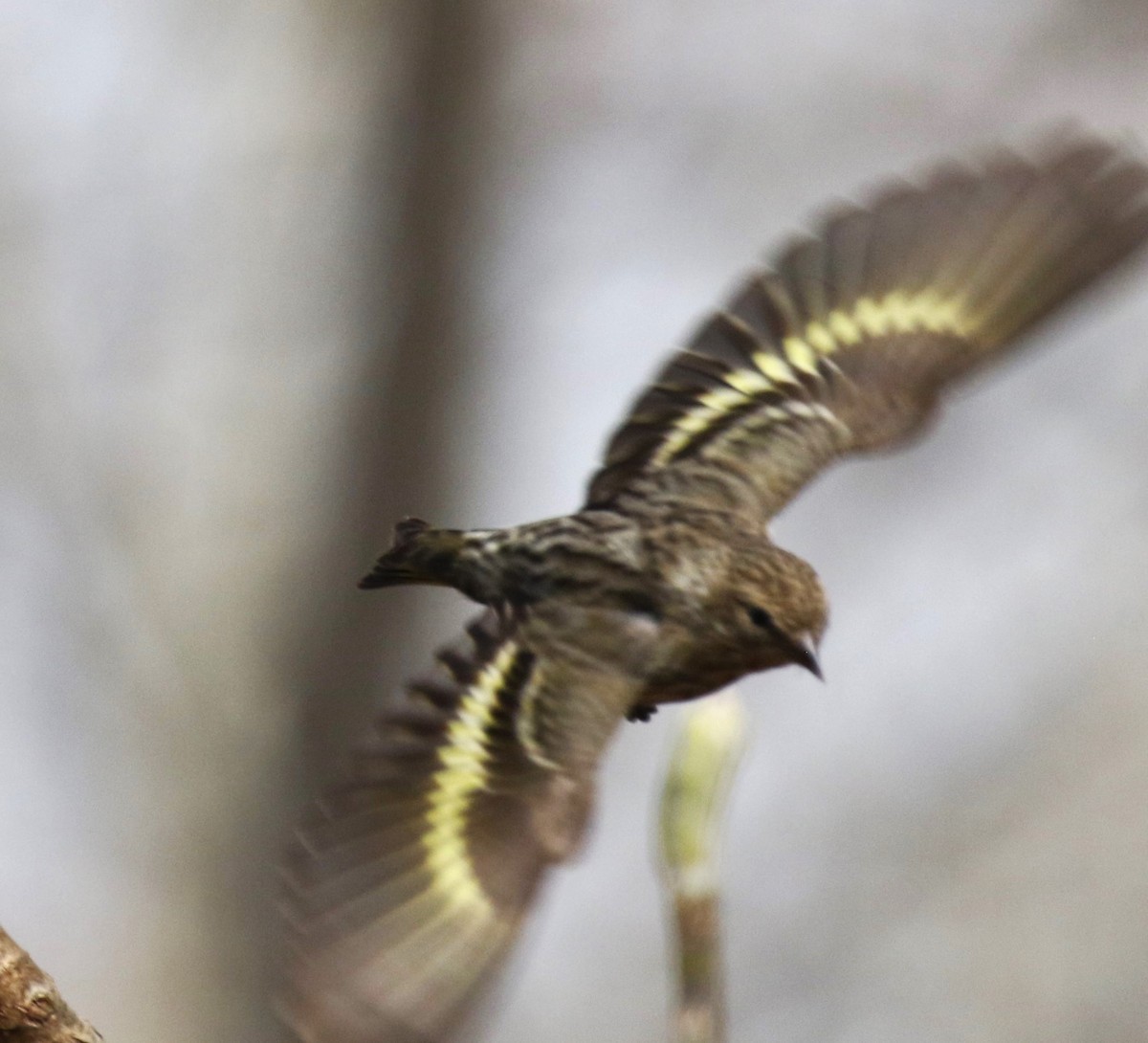 Pine Siskin - Tommie Rogers