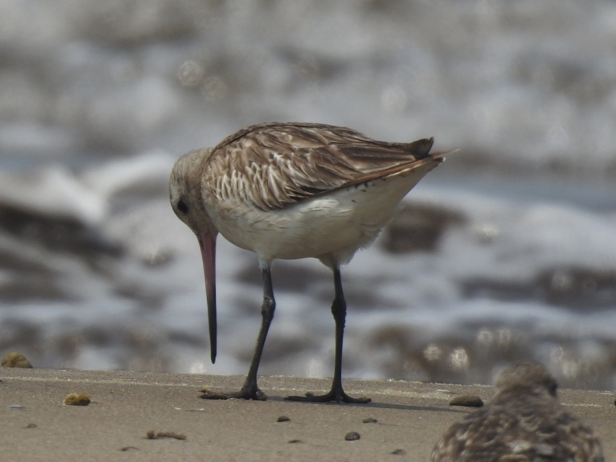 Bar-tailed Godwit - ML616404603