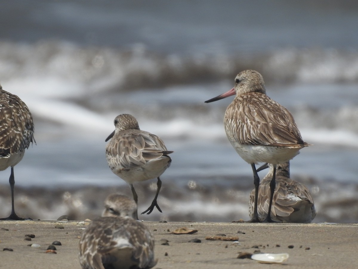 Bar-tailed Godwit - ML616404604