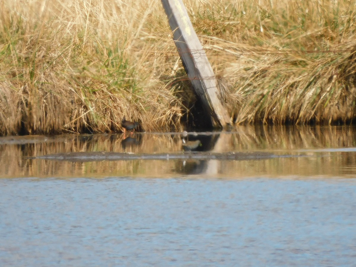 Spotless Crake - George Vaughan