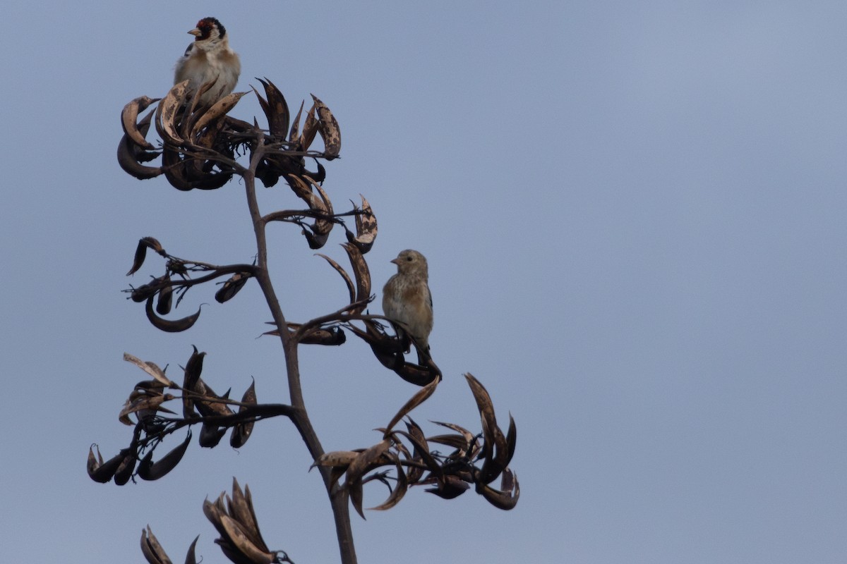 European Goldfinch - ML616404614