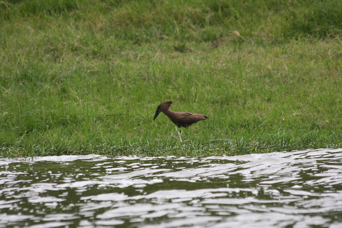 Hamerkop - Rene Ritsema