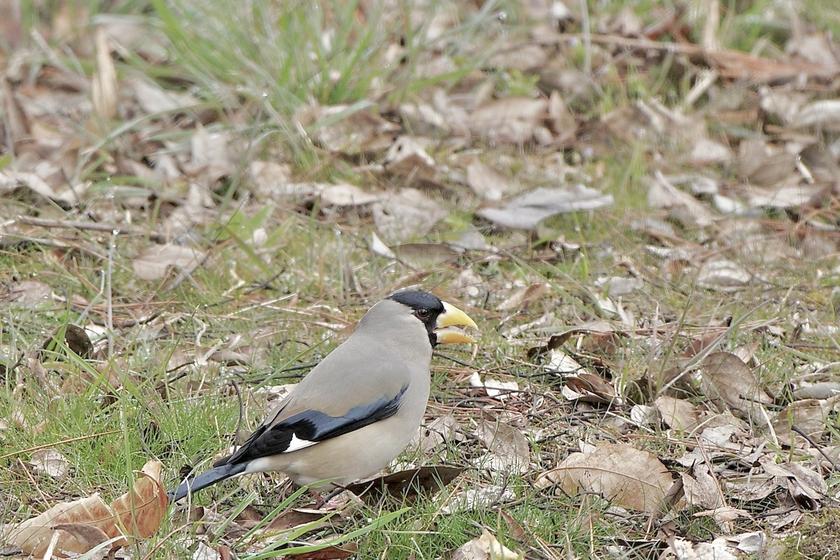 Japanese Grosbeak - ML616404628