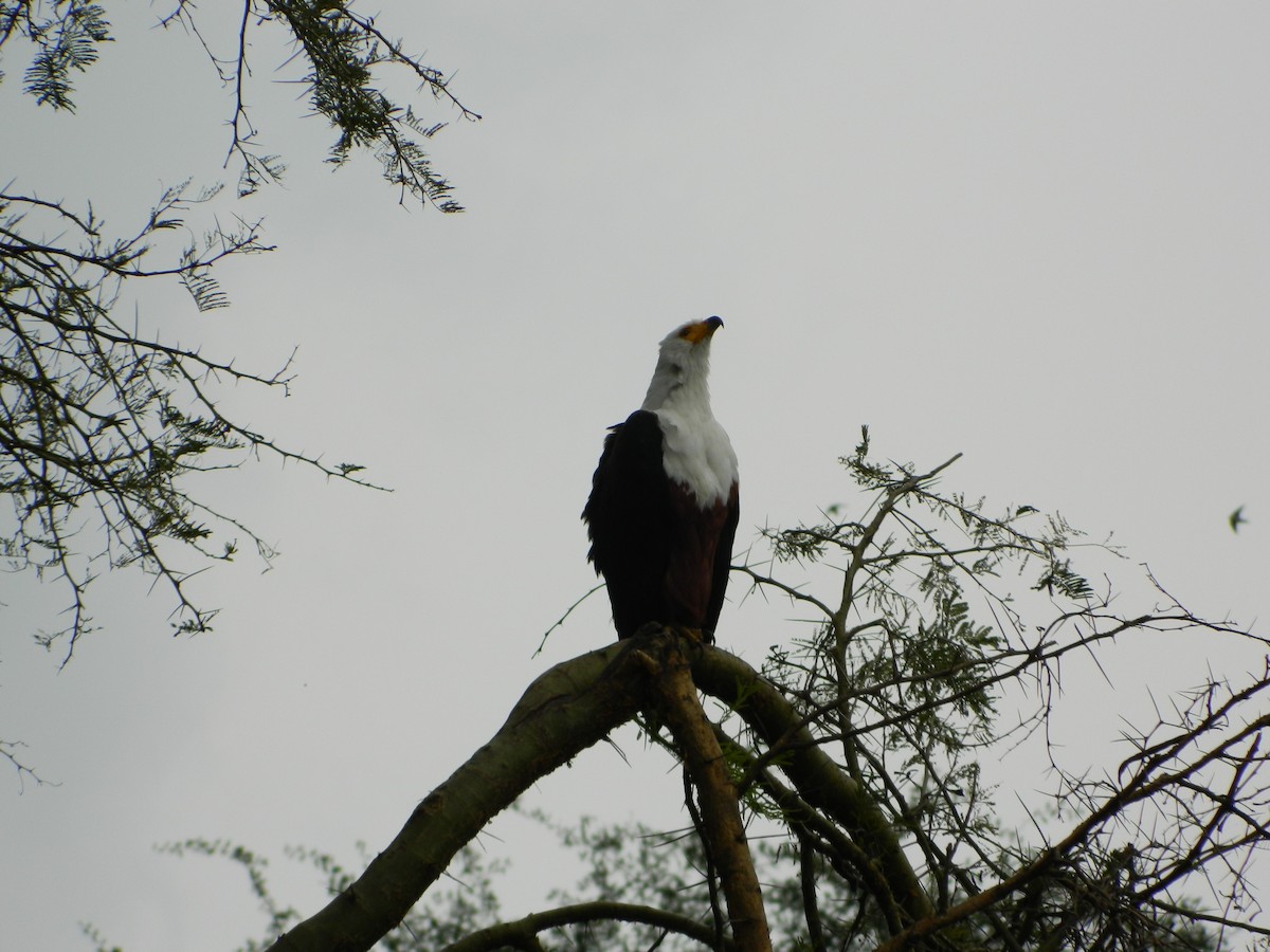 African Fish-Eagle - ML616404629