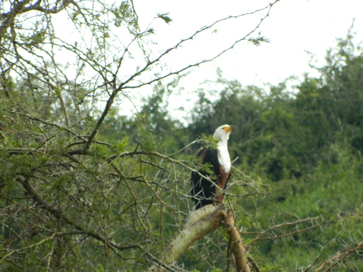 African Fish-Eagle - ML616404630
