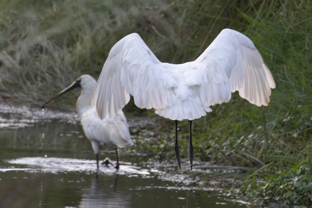 Royal Spoonbill - ML616404644