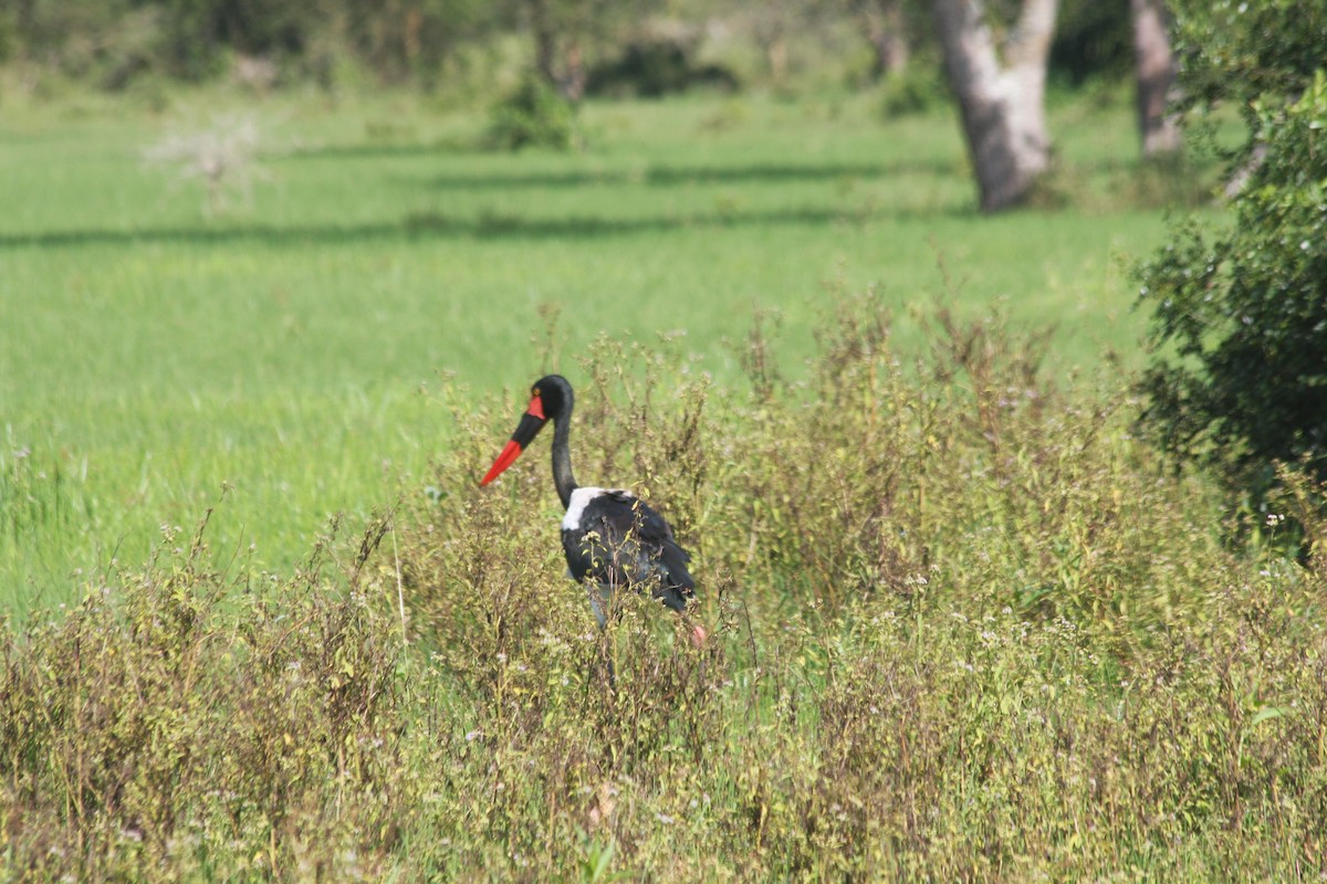 Saddle-billed Stork - ML616404646