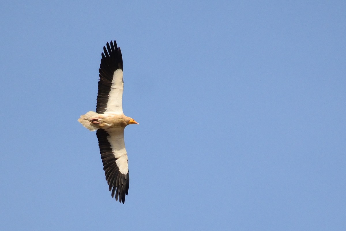 Egyptian Vulture - ML616404658