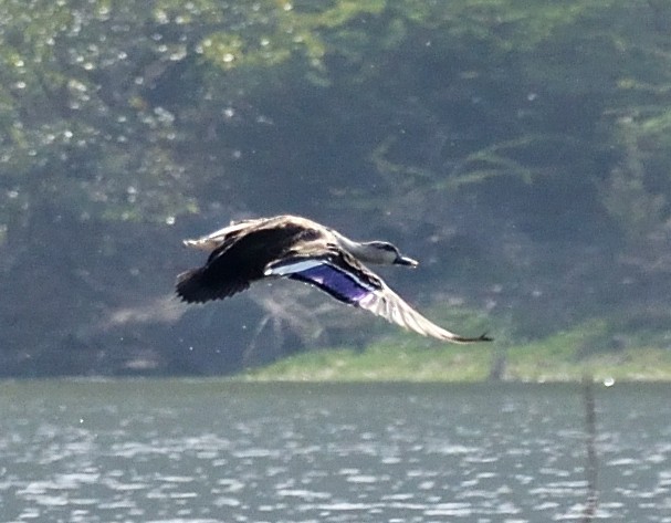 Canard à bec tacheté - ML616404685