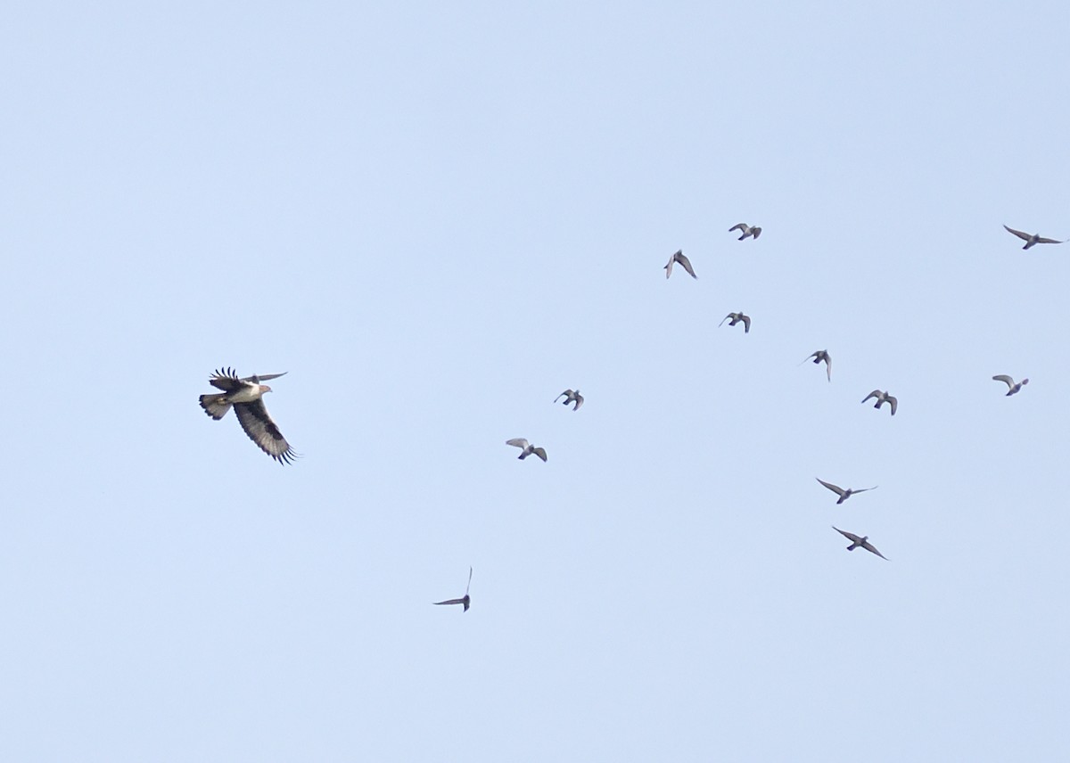 Águila Perdicera - ML616404689