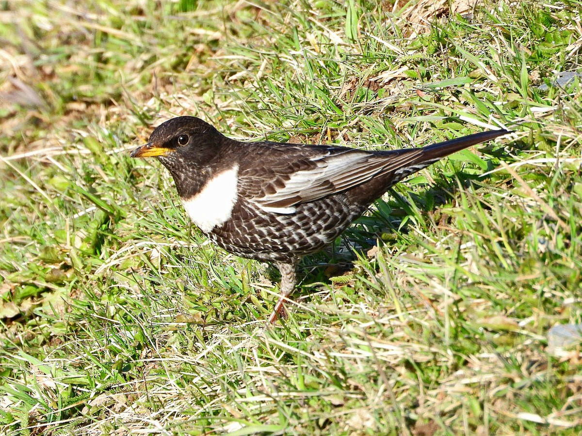 Ring Ouzel - Ivan V