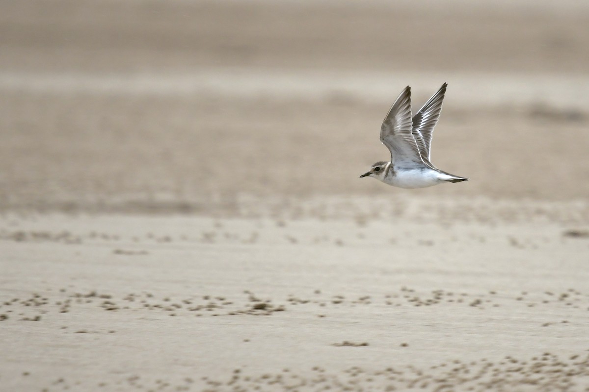 Double-banded Plover - ML616404795
