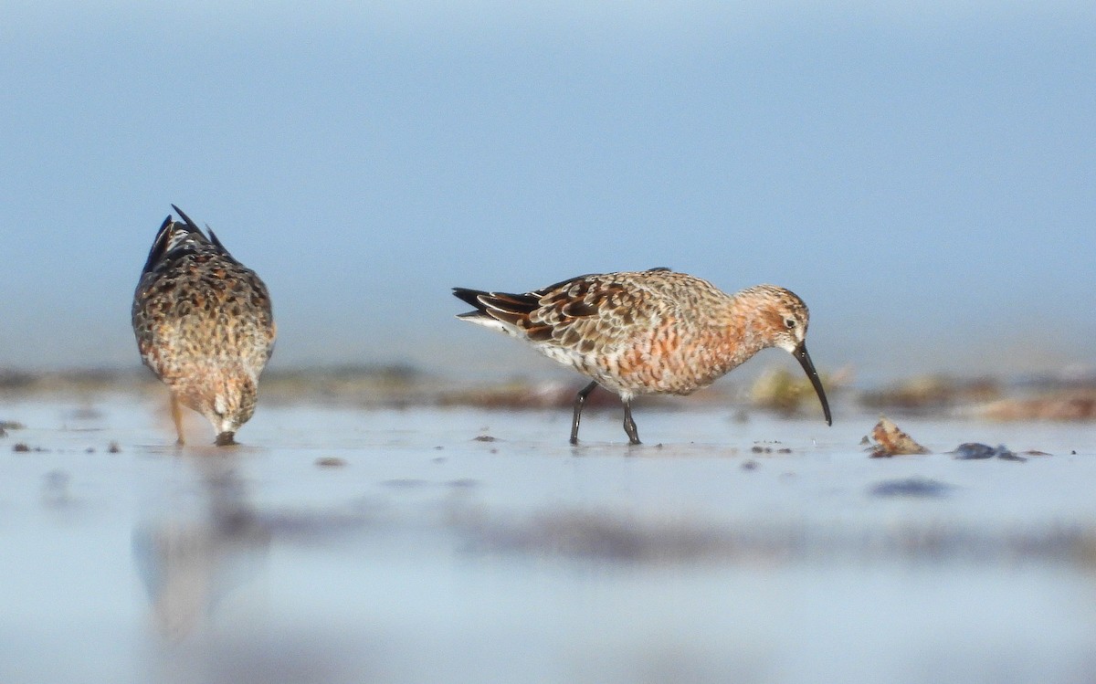 Curlew Sandpiper - ML616404833