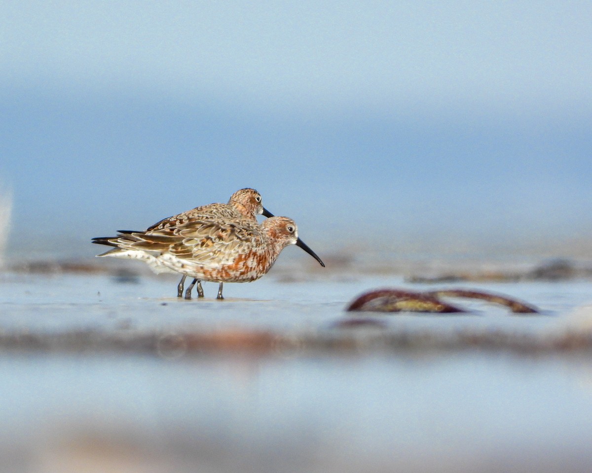 Curlew Sandpiper - ML616404834