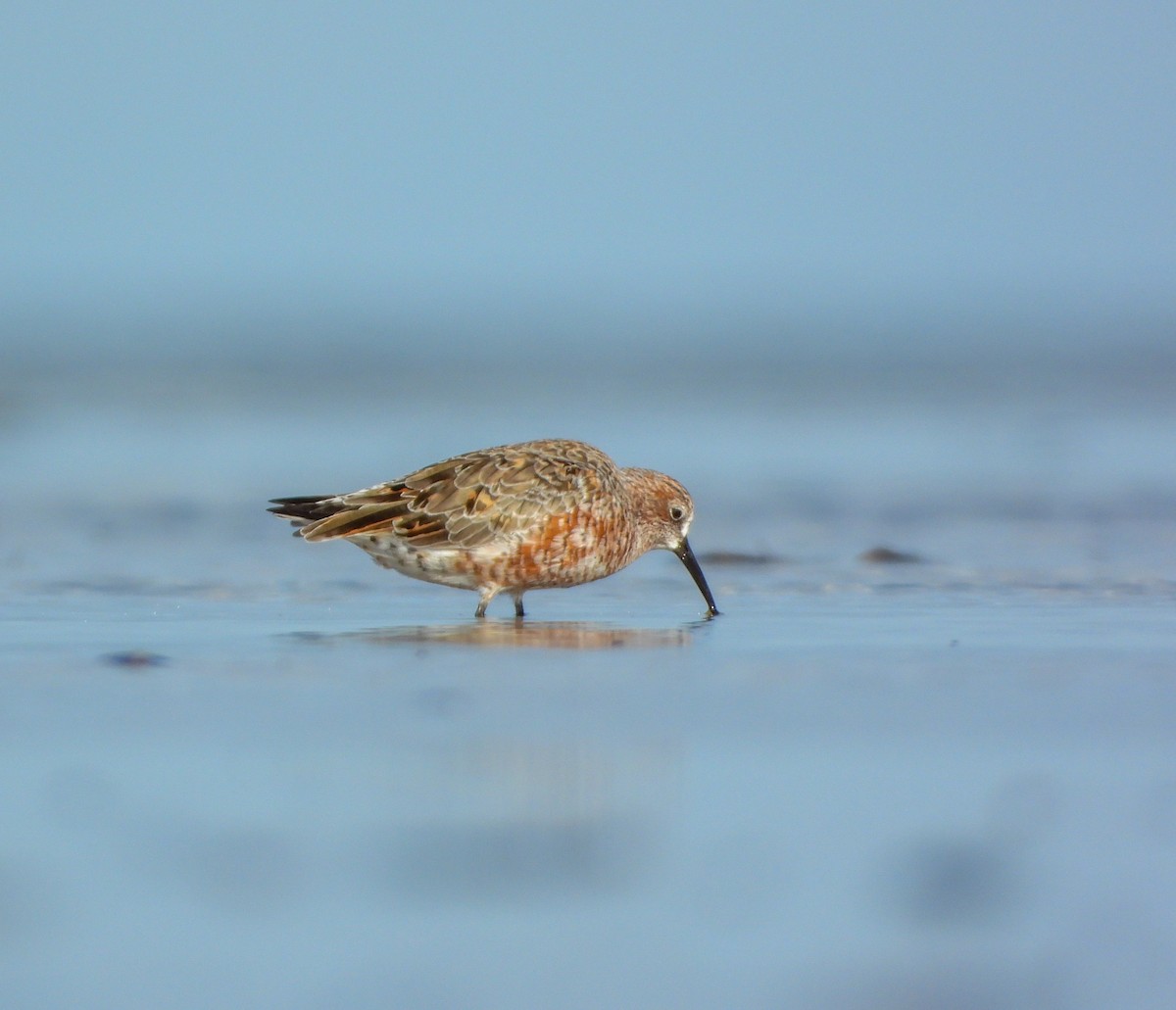 Curlew Sandpiper - ML616404835