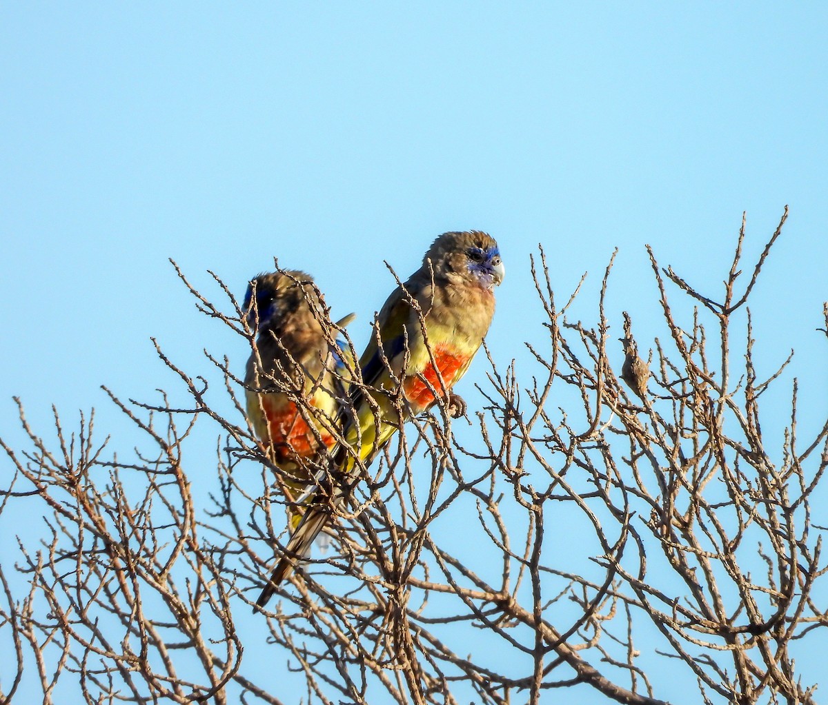 Perico Cariazul - ML616404841