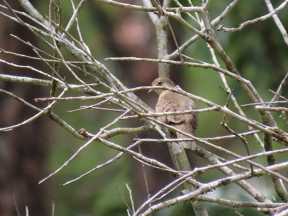 Plain-breasted Ground Dove - ML616404860