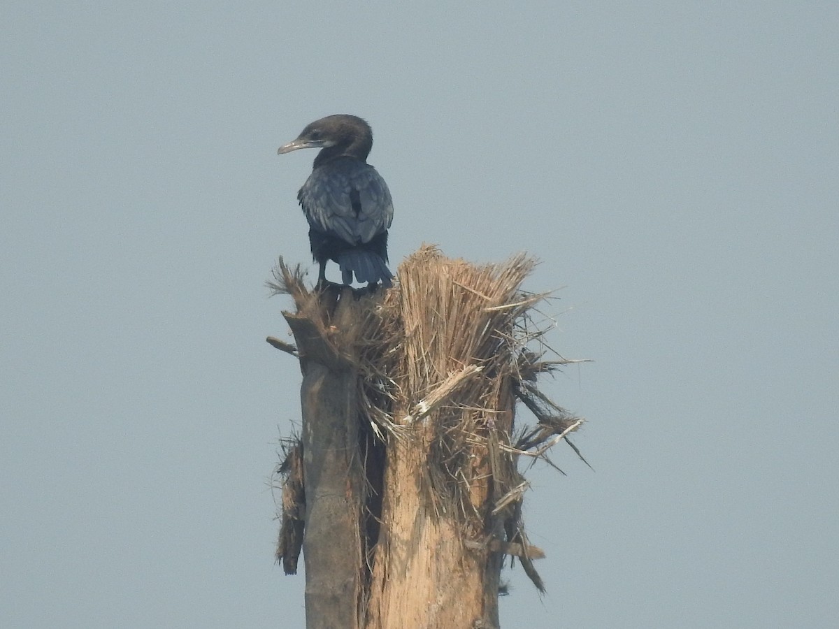 Little Cormorant - ML616404960