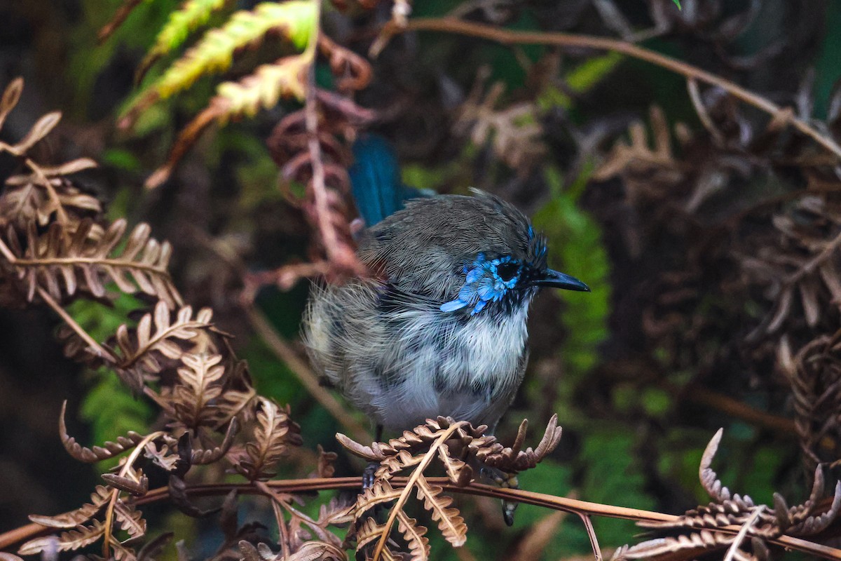 Variegated Fairywren - ML616404961