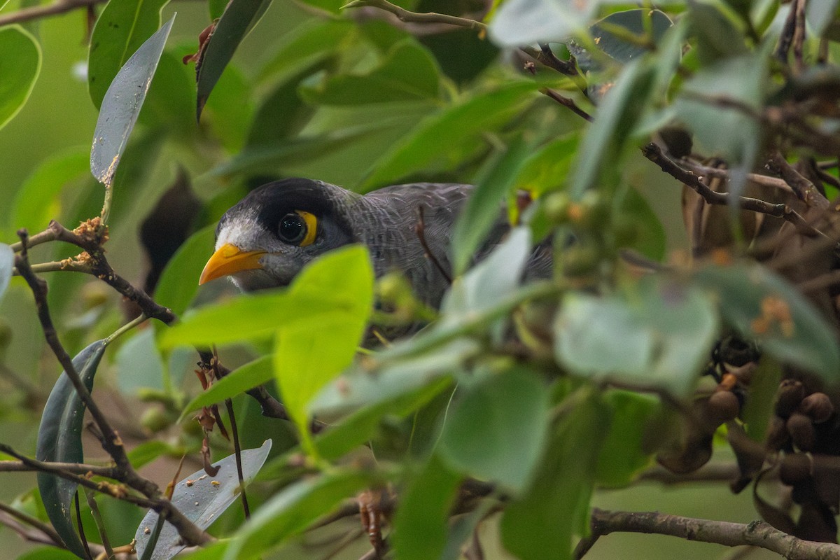 Noisy Miner - ML616404969