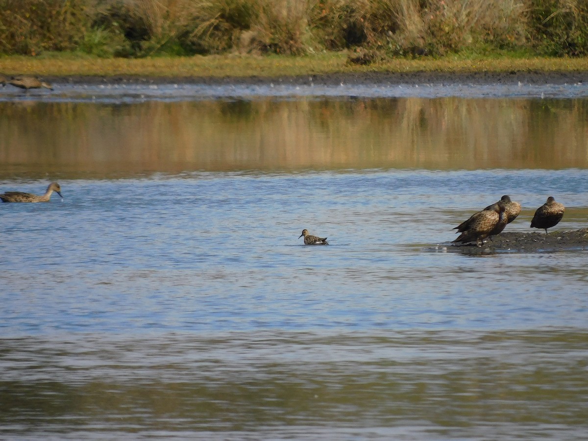 Pectoral Sandpiper - ML616404974