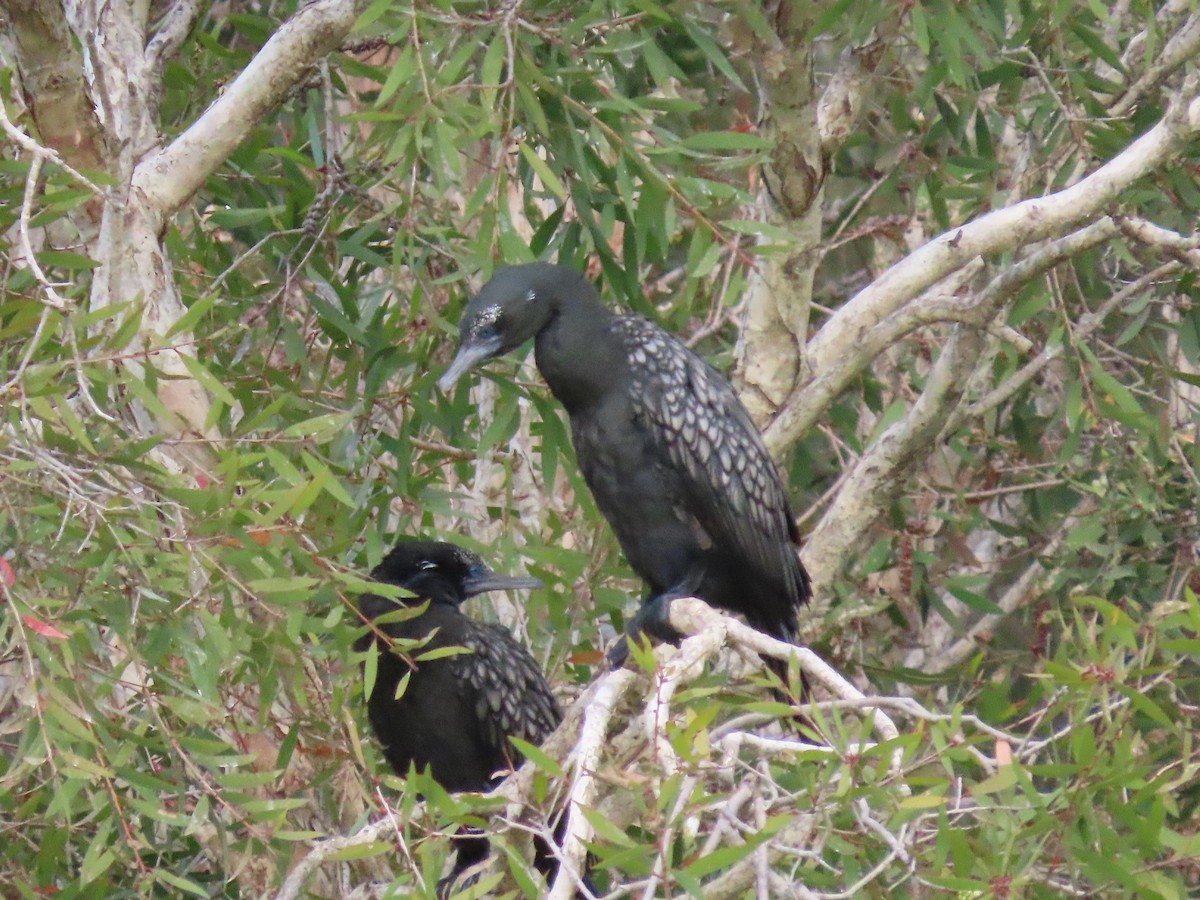 Little Black Cormorant - ML616404996