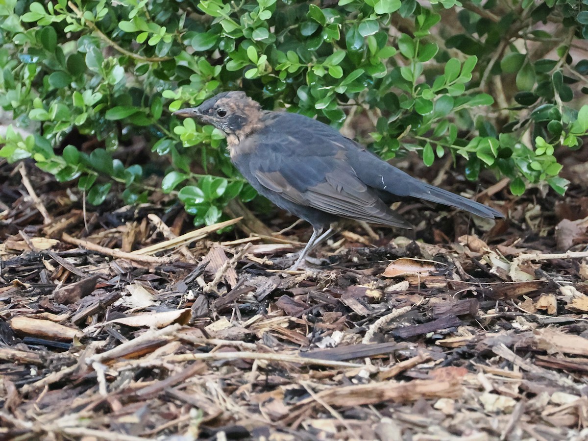 Eurasian Blackbird - ML616405027