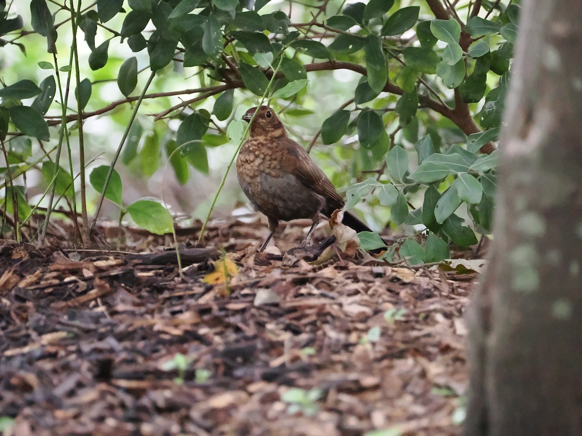 Eurasian Blackbird - ML616405028