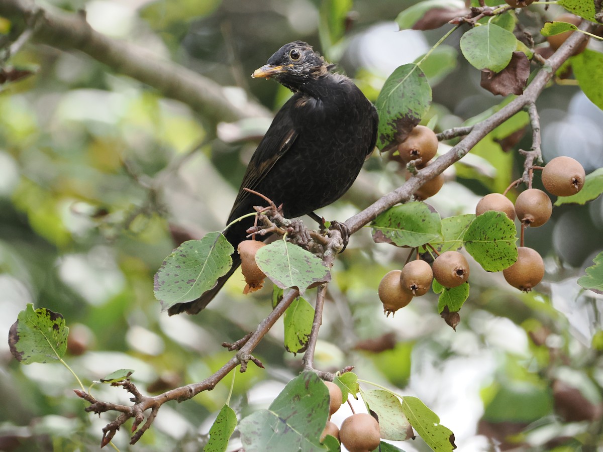 Eurasian Blackbird - ML616405029