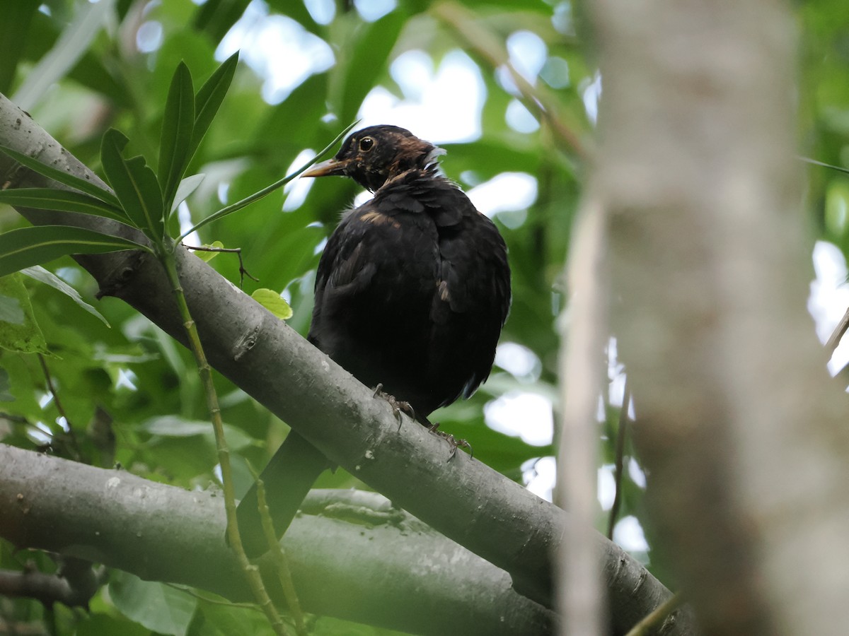 Eurasian Blackbird - ML616405031