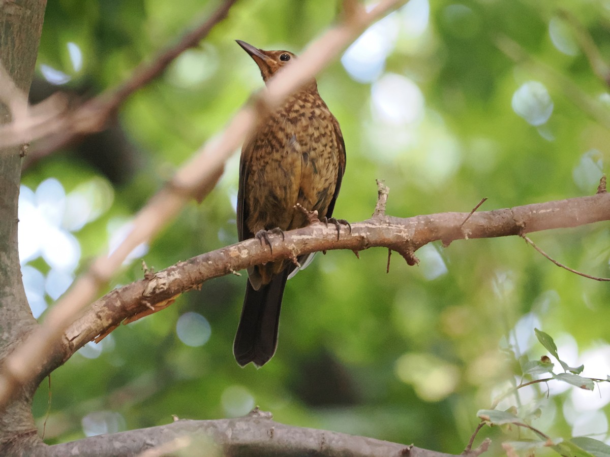 Eurasian Blackbird - ML616405032