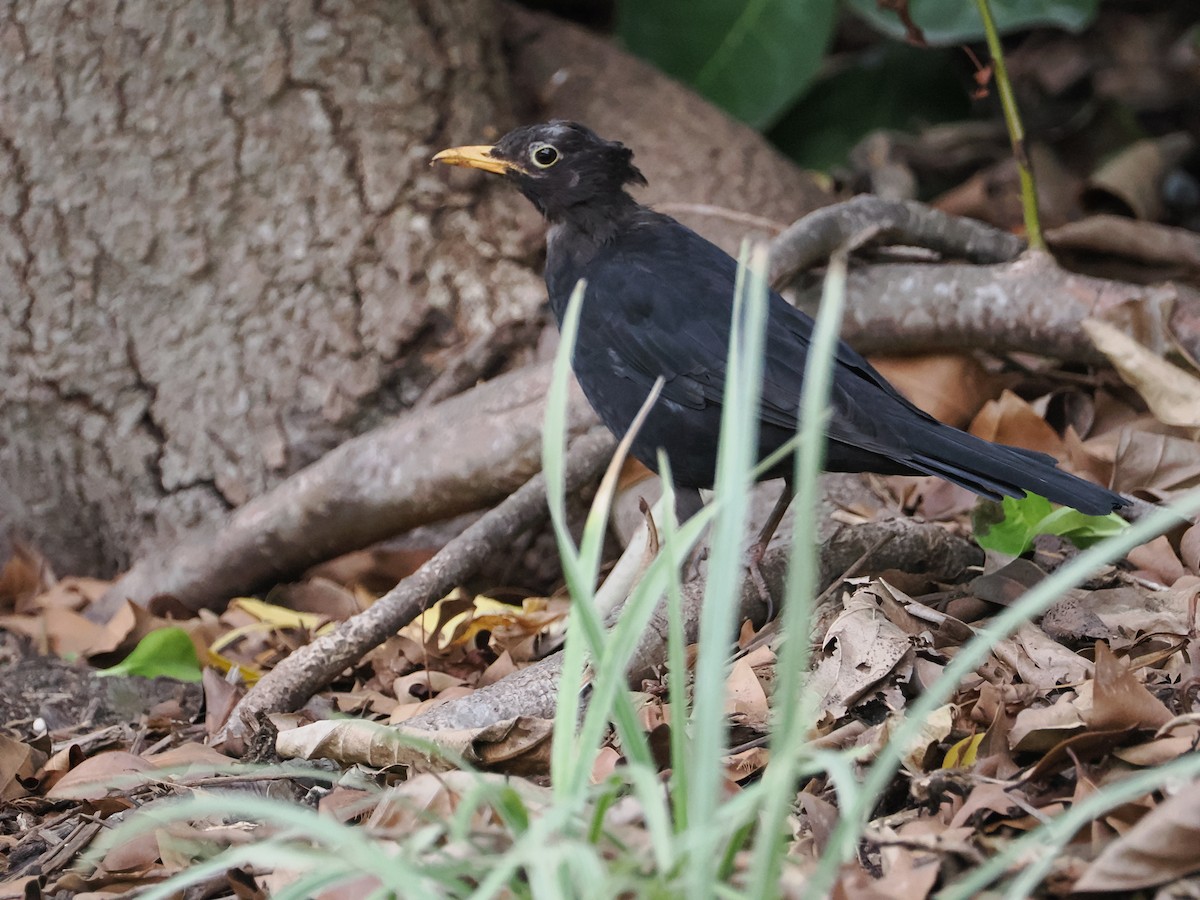 Eurasian Blackbird - ML616405033