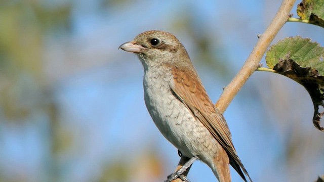 Red-backed Shrike - ML616405063