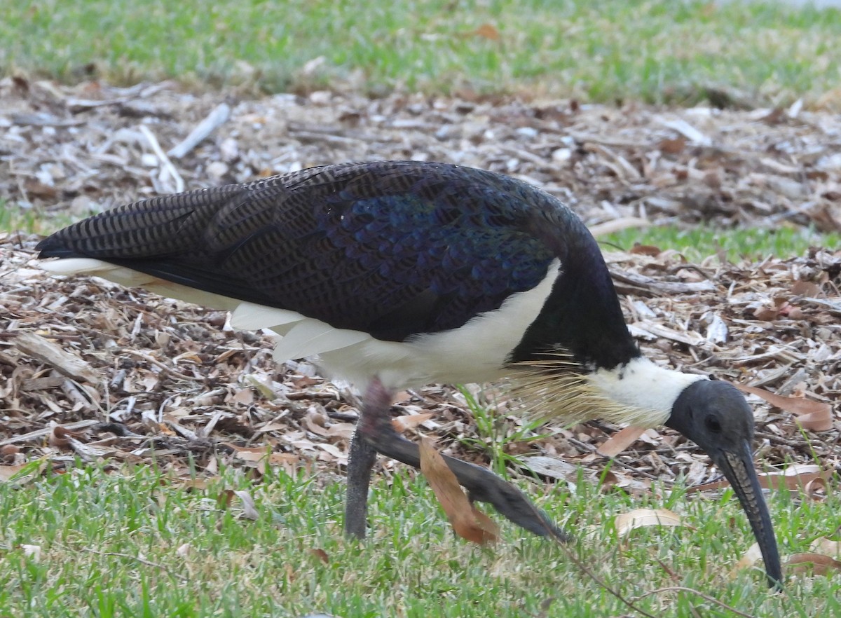 Straw-necked Ibis - ML616405091