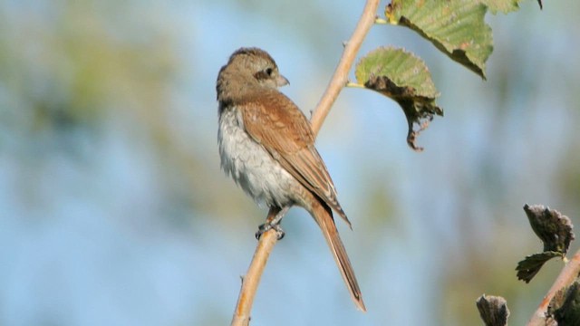 Red-backed Shrike - ML616405109