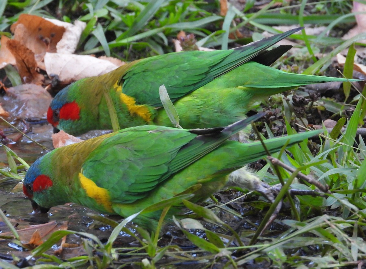 Musk Lorikeet - Stephan Megroz