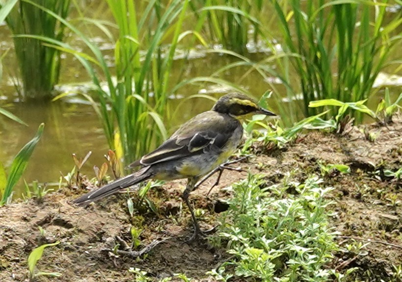 Eastern Yellow Wagtail (Green-headed) - ML616405165