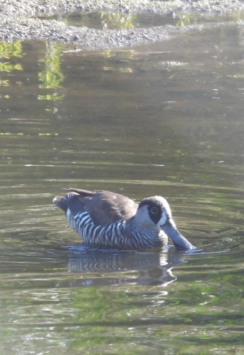 Pink-eared Duck - ML616405187