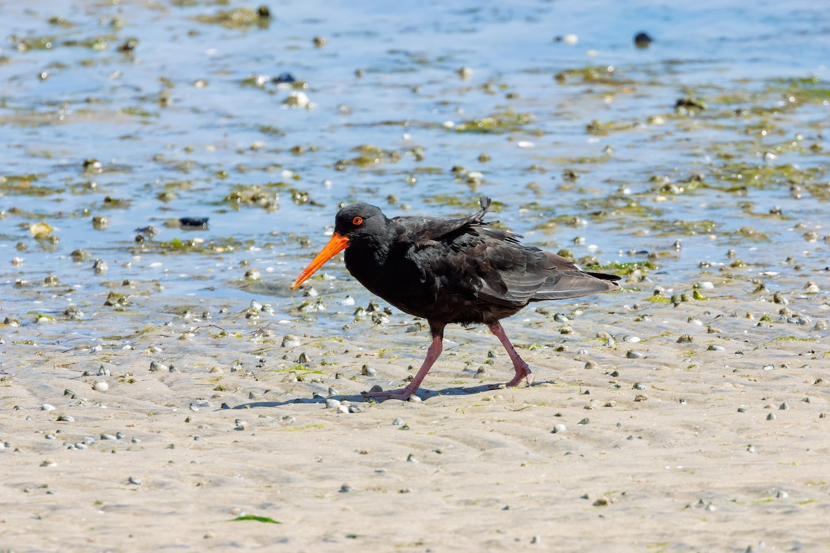 Sooty Oystercatcher - ML616405194