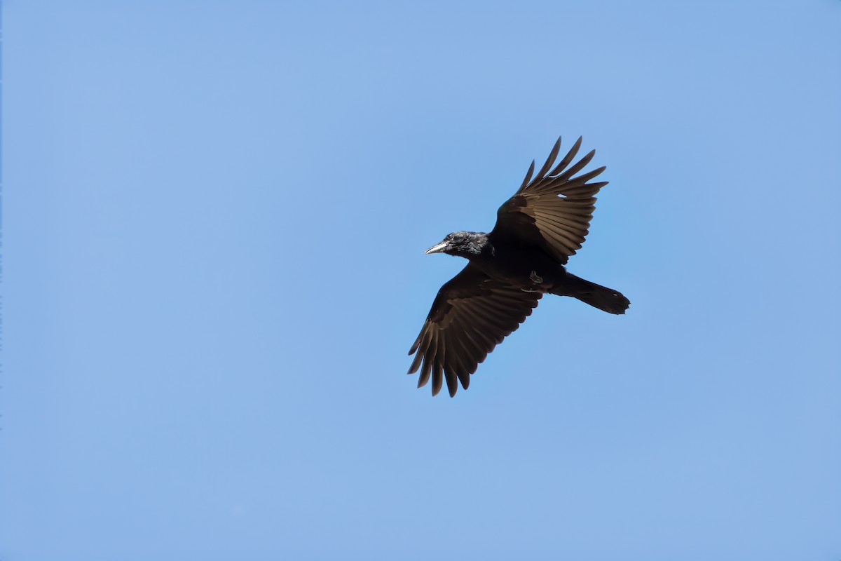 Corbeau de Tasmanie - ML616405202