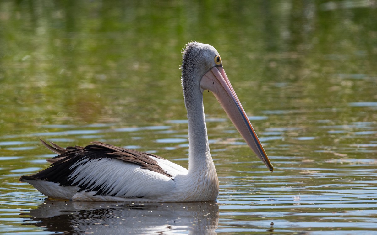pelikán australský - ML616405301